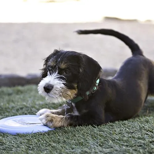 KONG Puppy Flyer 2