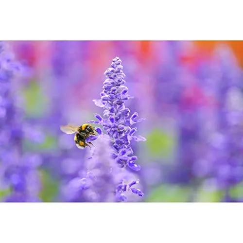 Sigma 105 mm F2.8 DG DN Makro Art 2