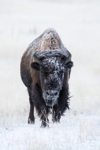 Tamron SP 5,0-6,3/150-600 mm VC USD 2